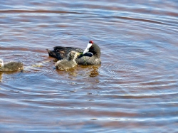 Red-knobbed Coot